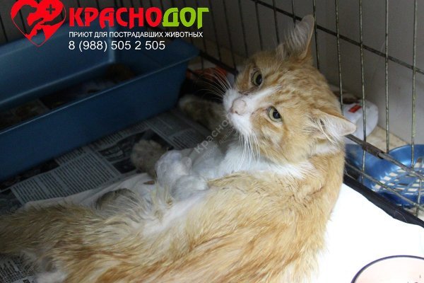 Кракен питер
