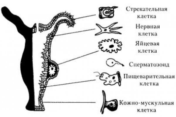 Официальный сайт даркнет
