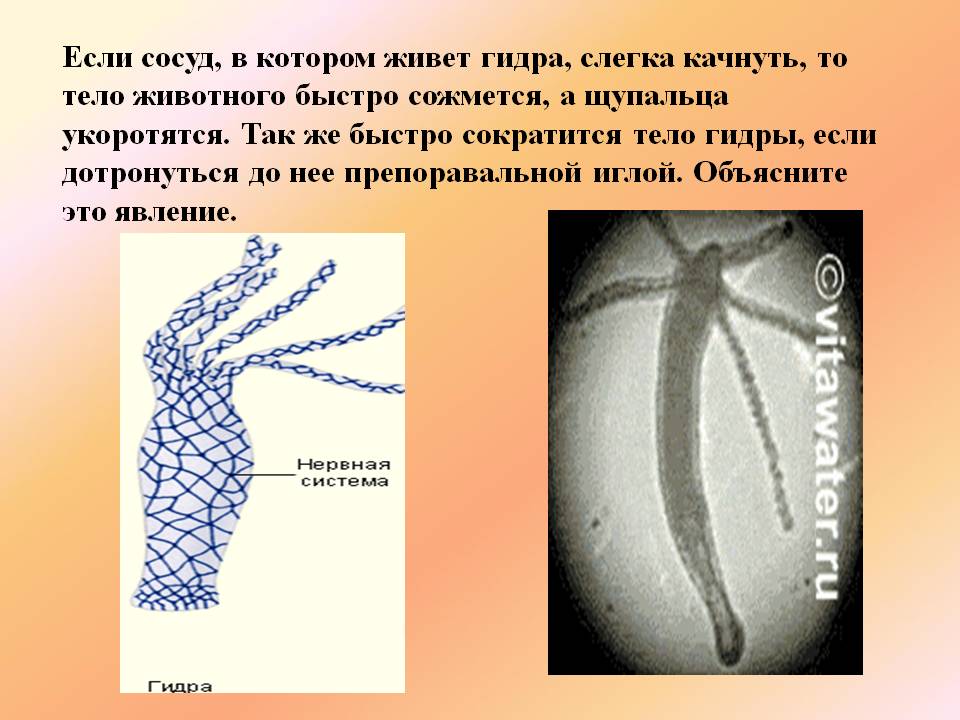Ссылка на кракен в браузере